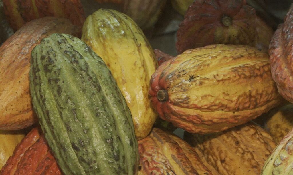 Governo suspende importação de cacau da Costa do Marfim