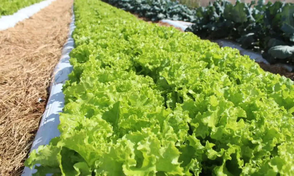 Embrapa inaugura Unidade Mista de Pesquisa e Inovação em Mato Grosso