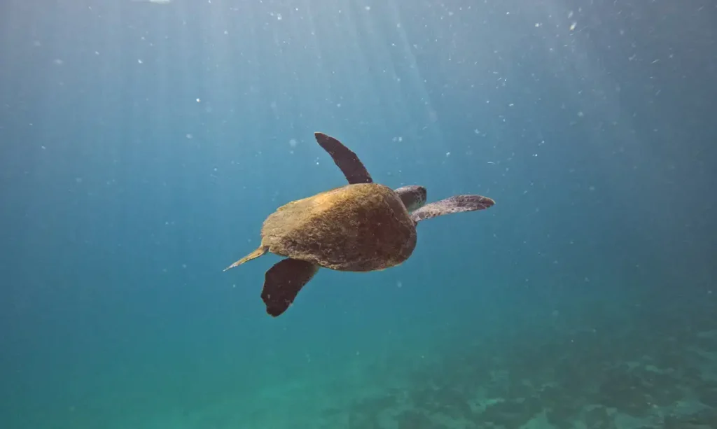 Pesquisa quer descobrir de onde vêm tartarugas que vivem em Arraial