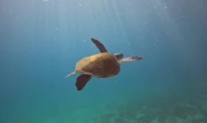 Pesquisa quer descobrir de onde vêm tartarugas que vivem em Arraial