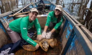 Tartarugas-cabeçudas reaparecem na Baía de Guanabara