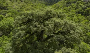 Desmatamento da Mata Atlântica tem queda de 28% em um ano