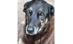 MP de Santa Catarina diz que cão Orelha não foi morto por adolescentes