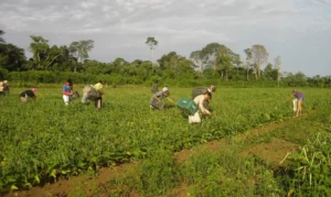 Prêmio para produção acadêmica destaca agricultura familiar